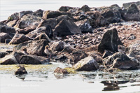 Flussseeschwalbe (Küken)