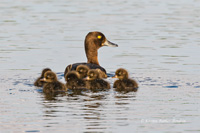 Reiherente (Familie)