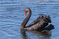 Trauerschwan